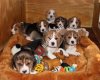 Satılık beagle yavrusu