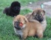 Satılık Chow Chow  - Çin Aslanı Yavruları