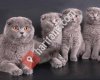 Satılık scottish fold kedi yavruları