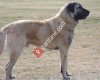 Satılık sivas kangal yavruları