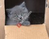 Scottish Fold & British Shorthair Kedi Evi