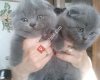 Scottish fold istanbul