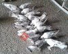 Şebbab güvercinler