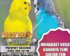 Selenay petshop mehmet becerik