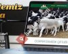 SerFer Dorper Damızlık Çiftliği