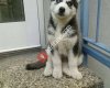 Sibirya Kurdu-Husky-Malamut