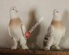 Silopi güvercin sayfası