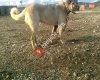 Sivas KangaL Köpekleri