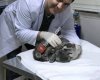 Smartvet Veteriner Klinik