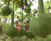 Su kabağı