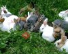 Tavşan Dünyası Watsapp