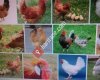 Tavuk üretim satiş yumurta üretim satış