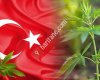 Tıbbi Kenevir Harekatı