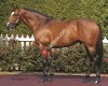 Toccet Horse