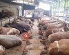 Topcu Adak Kurban Satış Merkezi