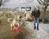 TR Karadeniz Bölgesi Kangal Çoban Köpekleri TR