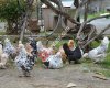 Trabzon SÜS Tavuklari