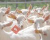 Tragos Çiftliği- Damızlık Yüksek Verimli Süt Keçisi Üretimi