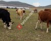 Tuğraklar Hayvan Alım Satım Nakliye