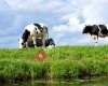 Turkish Dairy Production