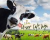 Üner Çiftliği