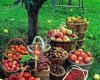 UYSAL Ticaret Sebze ve Meyve Alım-Satım