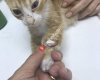 Vet Zone Veteriner Kliniği