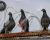 Vural Kardeşler Pigeons