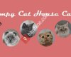 WCH Cattery - Scottish Fold & Scottish Straight Kedi Evi