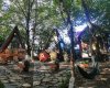 Wolf Garden