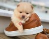 Yavrupatiler - Satılık Pomeranian