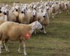 Yozgat Damızlık Koyun Keçi Yetiştiricileri Birliği