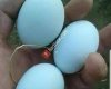 Yumurta çifliği