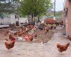 Yumurtacı Ali İhsan Çağlayan