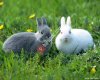 Zeynel Öz Tavşancılık ve Petshop Hizmetleri