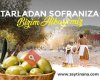 Zeytin Ana