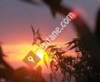 Ardanın Çiftliği