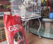 Doğan Petshop