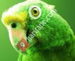 Ekinoks PetShop