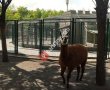 Evcil Hayvanlar Parkı