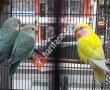 Nur Akvaryum & Pet Shop