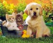 PetMamaShop.Com