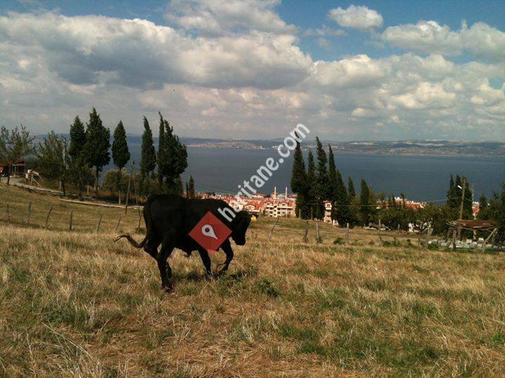 Açikbaş Çiftliği - kurbanlık adaklik ve doğal köy yumurtası