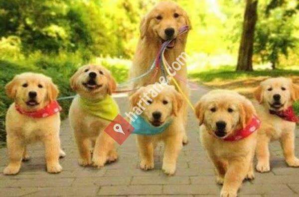 Ada Veteriner Kliniği