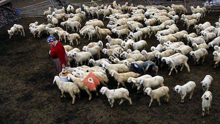 Adana İli Damızlık Koyun Keçi Yetiştiricileri Birliği