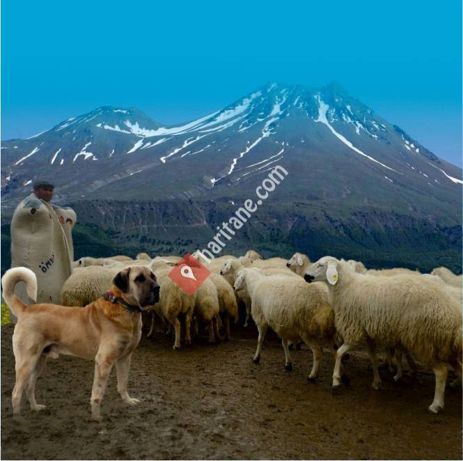 Aksaray Damızlık Koyun Keçi Yetiştiricileri Birliği