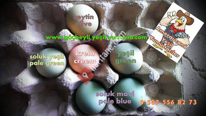Ameraucana YEŞİL Yumurtacılar Mavi&Yeşil Tonlarda Kuluçkalık Renkli Yumurta