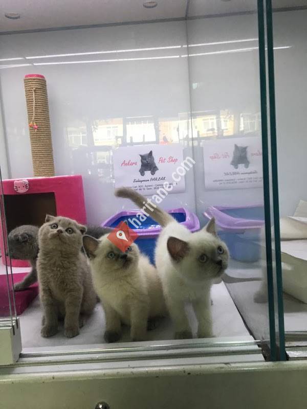 Ankara Pet Shop