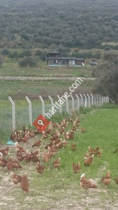 Ar-Yum Doğal Köy Yumurtası İzmir/Urla