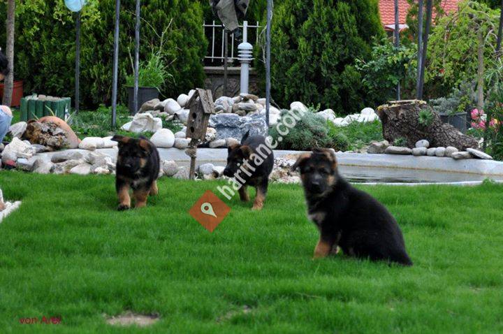 Arel Kennels Alman Çoban Köpeği Üretimi & Profesyonel Köpek Eğitim Merkezi